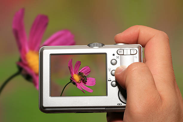 istock View of pink flower photo on a camera 96824097