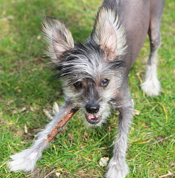 istock chinese crested dog on the background green grass 96824331