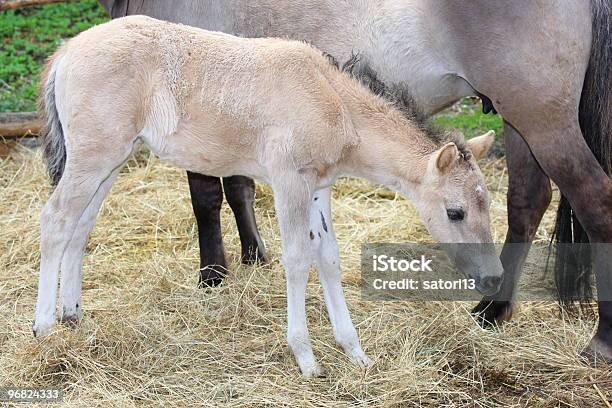 Mare Y Colt En Una Estancia Foto de stock y más banco de imágenes de Aire libre - Aire libre, Animal, Bucking Bronco