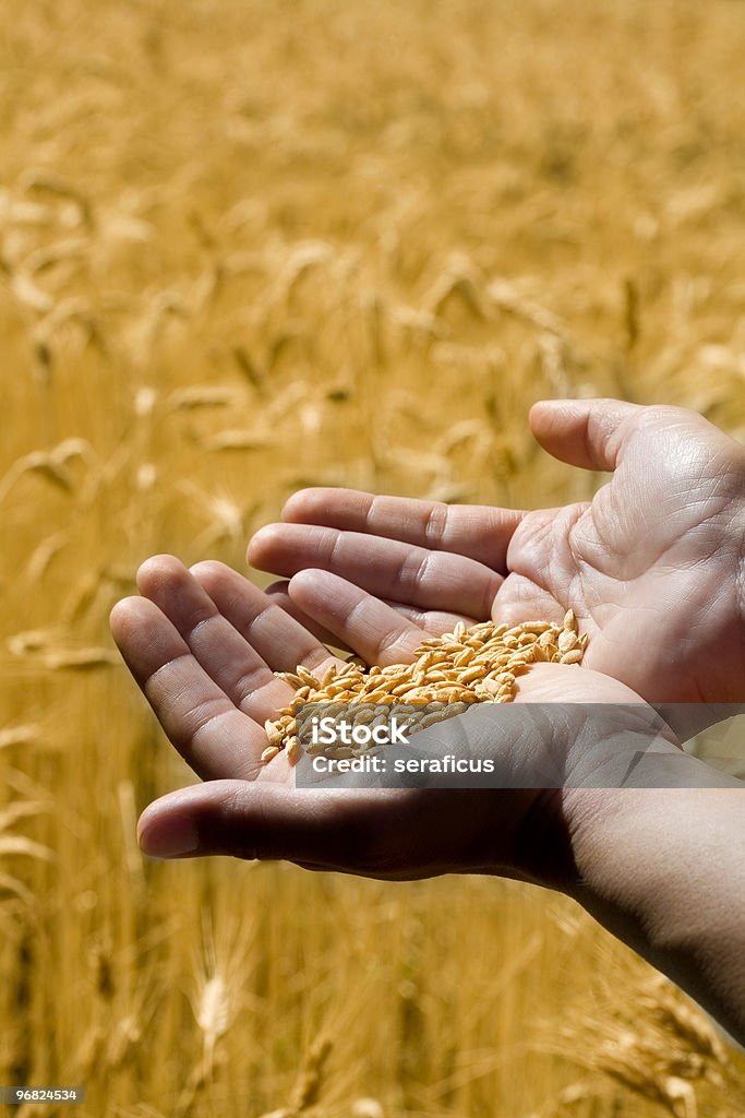 Trigo em mãos - Foto de stock de Agricultura royalty-free