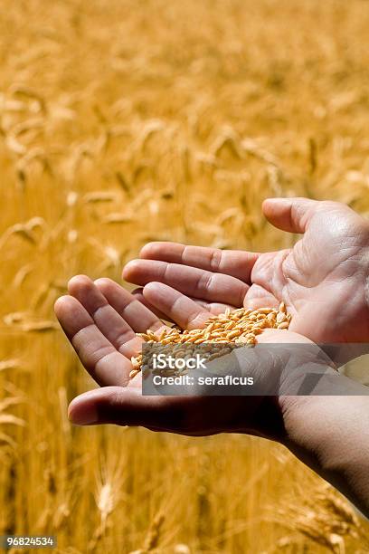 Пшеница В Свои Руки — стоковые фотографии и другие картинки Большой палец руки - Большой палец руки, Вертикальный, Возвышенность