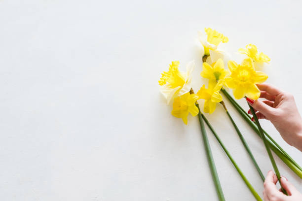 istock yellow narcissus white background floral bouquet 968248570