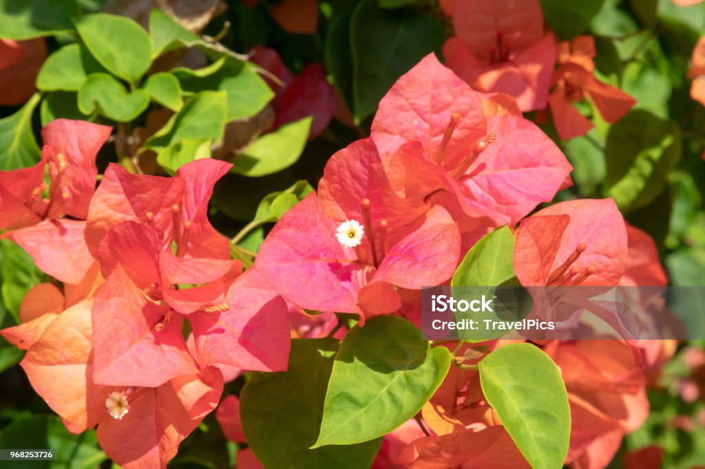 Java Flower Bio Borobudur Java Indonesia Stock Photo - Download Image Now - Asia ...