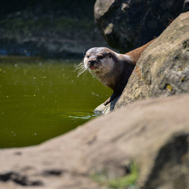 istock World's smallest Otter, Asian Small-Clawed Otter Aonyx Cinerus on rocks in sunlight 968254134