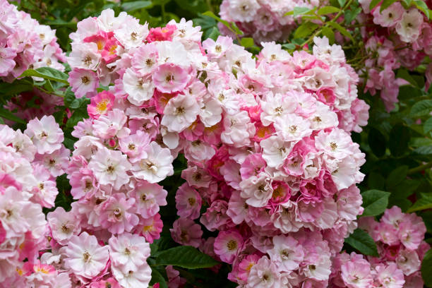 istock Pink color rose bloomed in garden 968254288