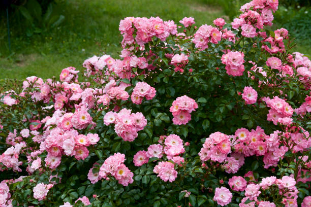 istock Pink color rose bloomed in garden 968254374