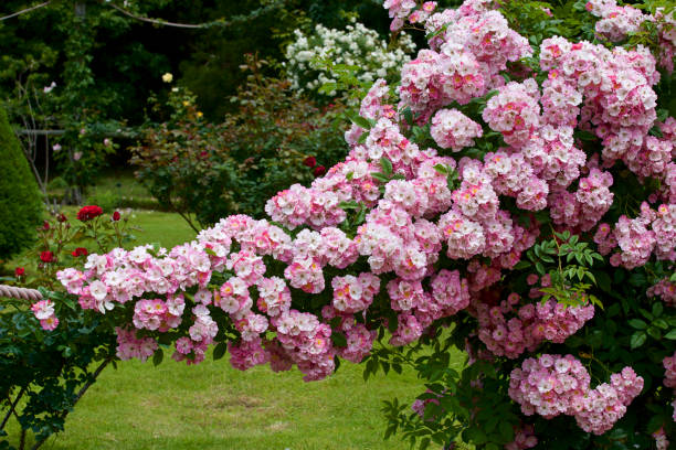 istock Pink color rose bloomed in garden 968254420