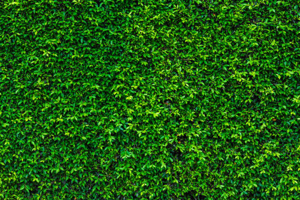 istock Backdrop of green leaves natural wall. 968254736