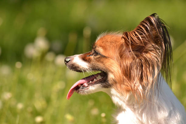 istock Papillon dog panting in the hot sun profile view 968257044