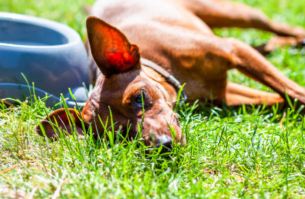 istock Miniature pinscher resting next to feeding bown on a hot summer day 968257706