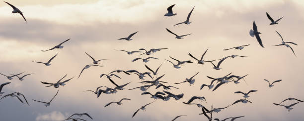 istock sunset time dances of seagulls 968260520