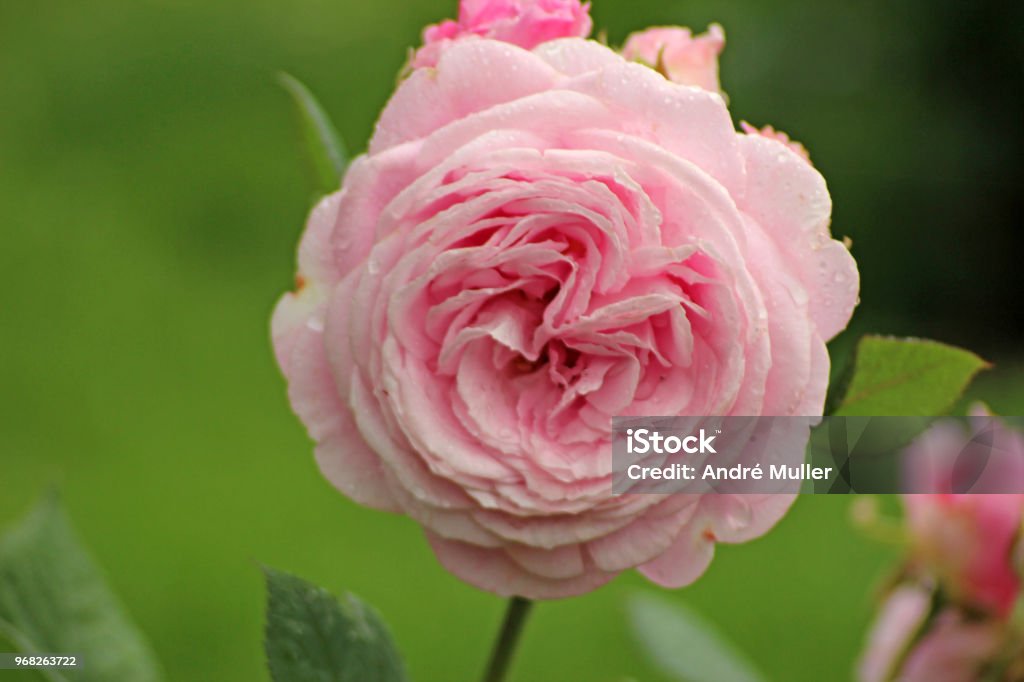 Rose type named Rossengrafin Marie Henriette in close-Up isolated from a rosarium in Boskoop the Netherlands Boskoop - South Holland Stock Photo