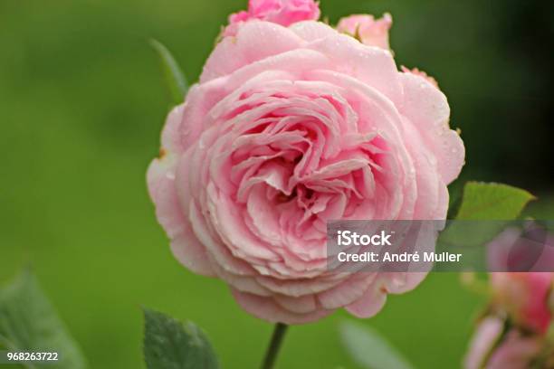Rose Type Named Rossengrafin Marie Henriette In Closeup Isolated From A Rosarium In Boskoop The Netherlands Stock Photo - Download Image Now