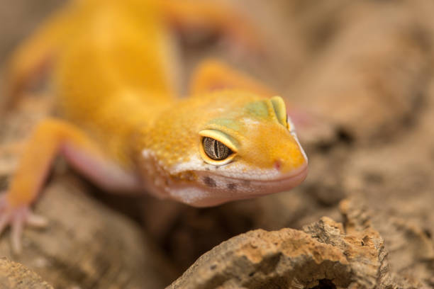 istock Closeup of a yellow gecko macro 968263730