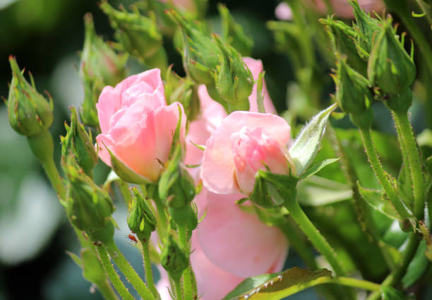 Rose type named jacky favorite in a rosarium in Boskoop the Netherlands