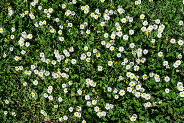 istock Natural texture or background of chamomiles 968269906