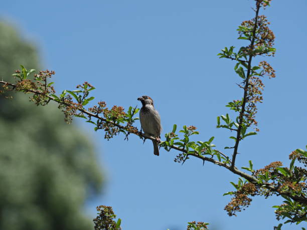 istock Sparrow sitting on fire thorn - Sparrow sparrow sitting on fire thorn 968272896