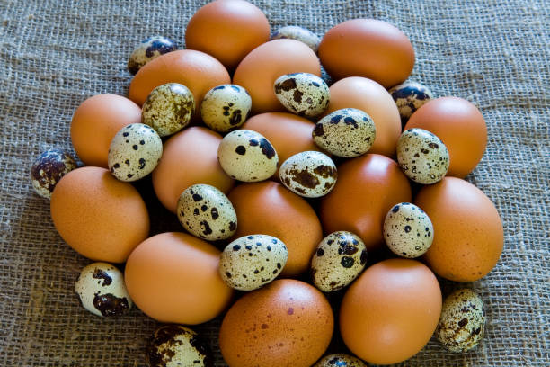 huevo marrón y huevo de codorniz colorido. - cholesterol salmonella bacterium vibrant color group of objects fotografías e imágenes de stock
