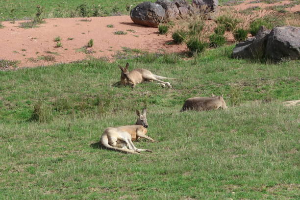 Sleeping red kangaroo (Macropus rufus) stock photo