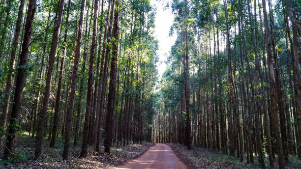 istock Way in the eucalyptus forest in red soil 968279072