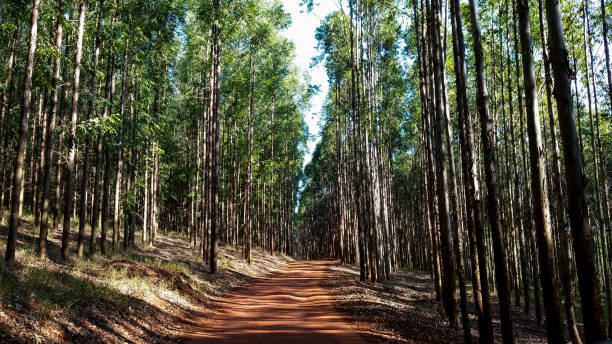 chemin dans l’eucalyptus des forêts en terre rouge - road long dirt footpath photos et images de collection