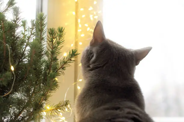 home cat next Christmas tree and window decorated with glowing garland