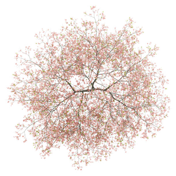 istock top view of flowering peach tree isolated on white background 968282420