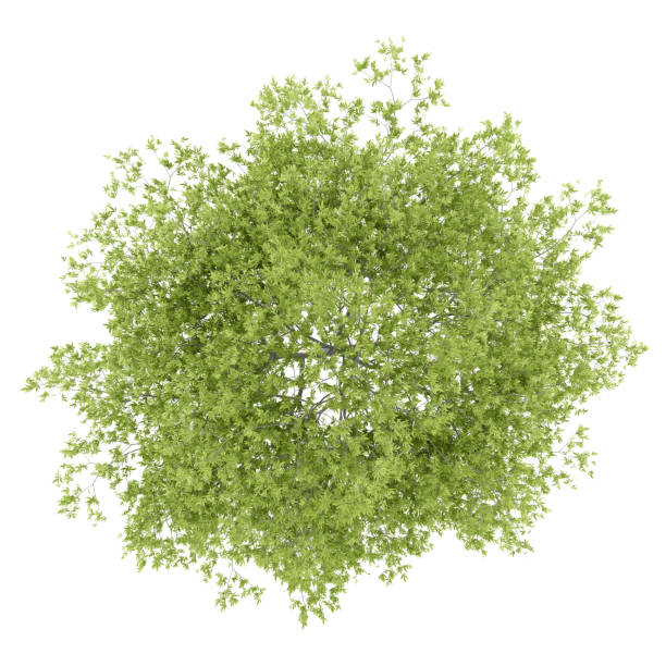 istock top view of peach tree isolated on white background 968282590