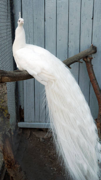 istock Beautiful white peacock in the zoo cage in captivity 968286114