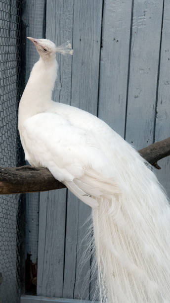 istock Beautiful white peacock in the zoo cage in captivity 968286124