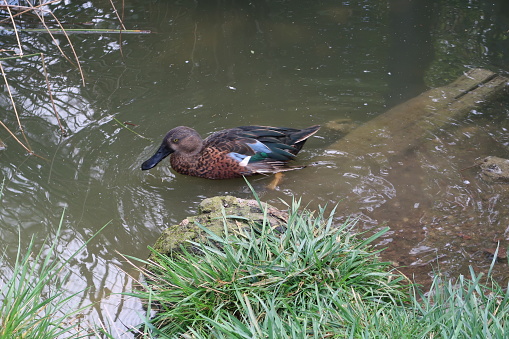 Villars-les-Dombes, France – September 12, 2017: photography showing an Australasian shoveler (Spatula rhynchotis). The photography was taken from the town of Villars-les-Dombes, France.