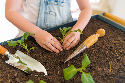 Little girl is planting seedlings in a bed.