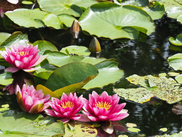frostharte rotblühende seerose - rot blühende winterharte seerose - water lily lily water water garden stock-fotos und bilder