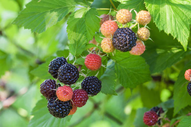 istock Black raspberry of berries ripening 968296156