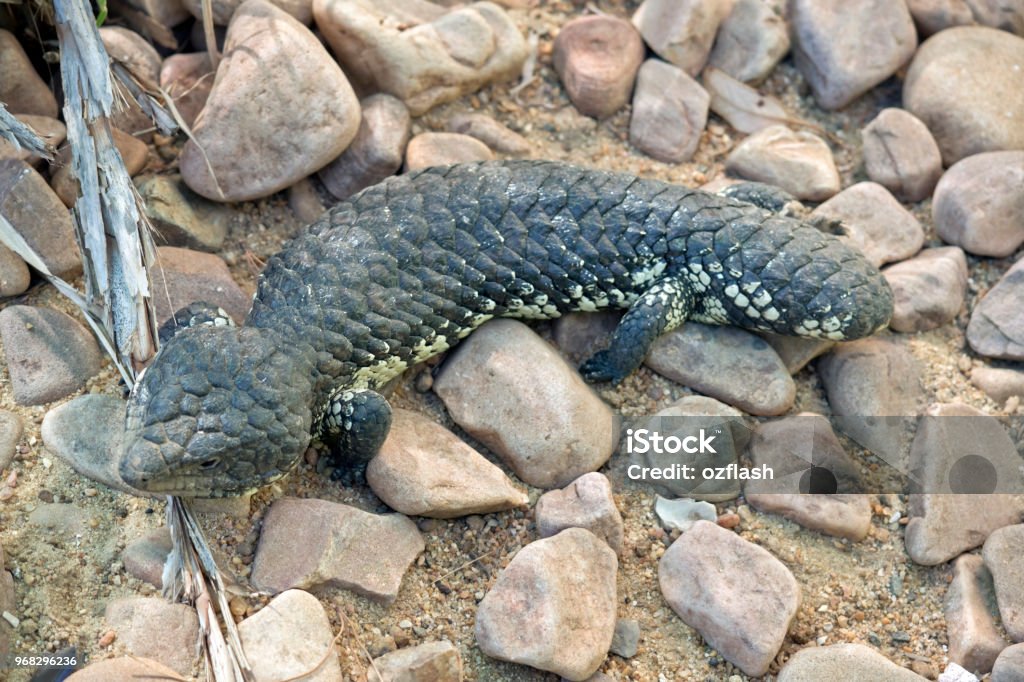 Stumpy Lizard Stumpy Tailed Lizard Or Shingleback Lizard Stock Photo - Download Image ...