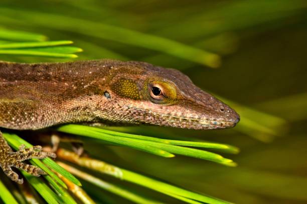 istock Brown anole lizard view of head. 968296584
