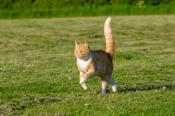 Ginger and white cat running across a grass field