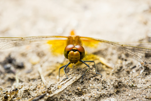 Dragonfly Insect Sitting on Ground Macro Portrait