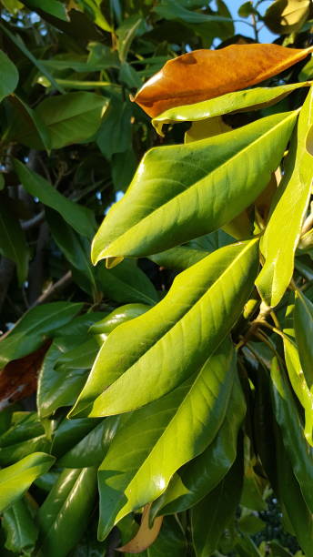 istock Fresh green and yellow evergreen leaves with glare on sunlight 968300616