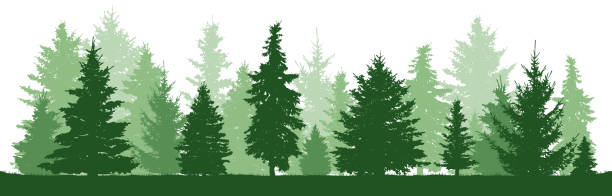 illustrazioni stock, clip art, cartoni animati e icone di tendenza di alberi pino, abete, abete rosso, albero di natale. foresta di conifere, silhouette vettoriale. foresta sempreverde, vettore - pine tree evergreen tree backgrounds needle