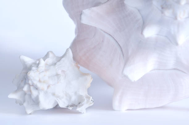 istock Large and medium sea shell. Background in pastel colors 968303006