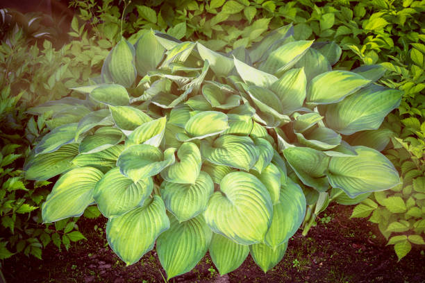 big green and yellow hosta plant outdoor