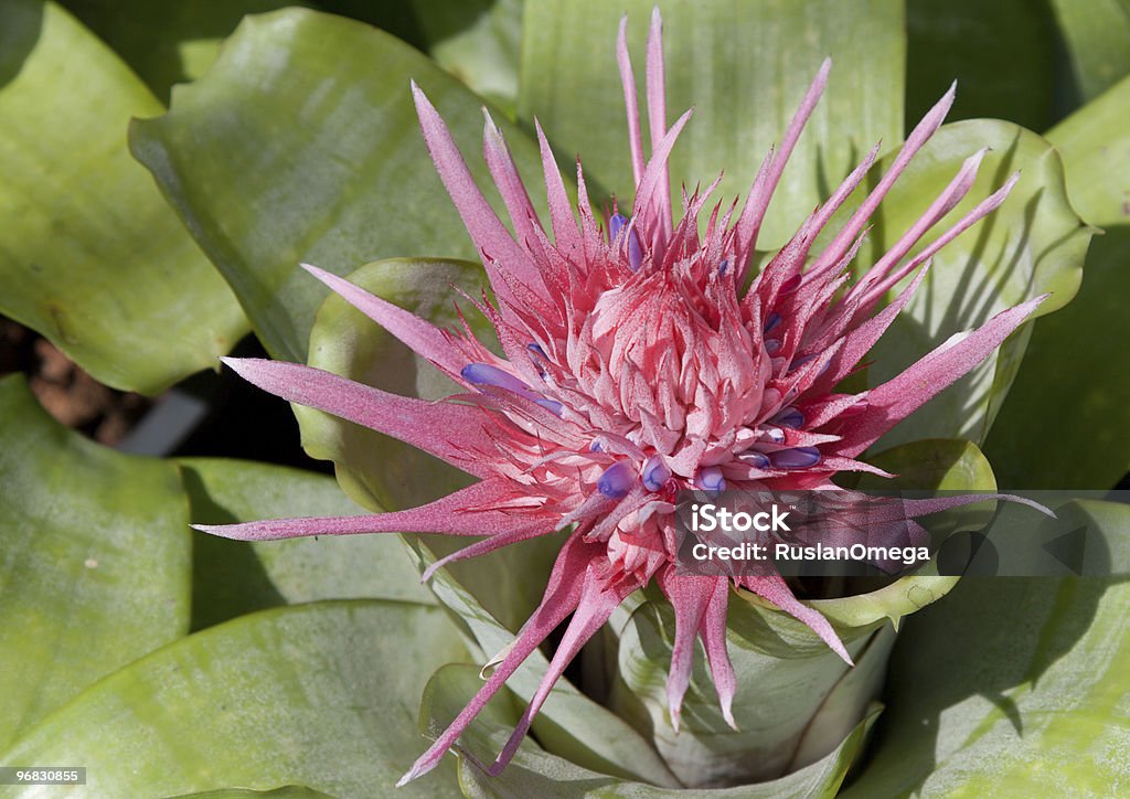 Red tropical flower  Beauty In Nature Stock Photo