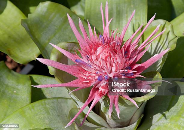 Red Tropical Flower Stock Photo - Download Image Now - Beauty In Nature, Color Image, Colors
