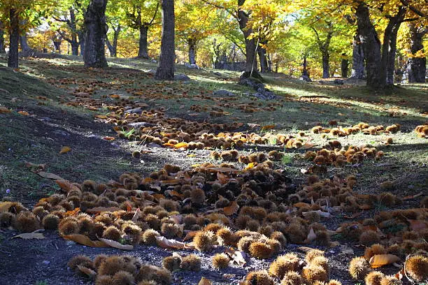 Photo of Tuscany Chestnuts in Autumn Wide