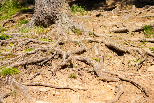 istock The roots of a tree growing above the ground. 968309838