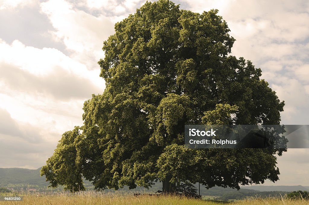 Relaxing Lime Tree Summer  Lime Tree - Tilia Stock Photo