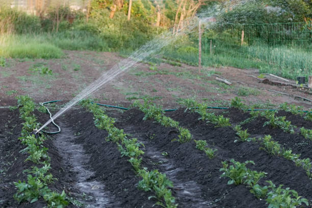istock Sprinkler watering potatoes in garden 968312742