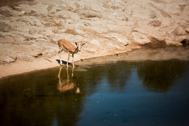 One Gazelle near the waters edge with the reflection of itself.