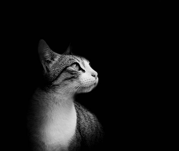 istock Lovely European cat isolated on black background. 96831316